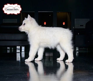 Dreamy Puppy Investigation